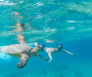 Discover the allure of diving and snorkeling at top destinations like the Great Barrier Reef, Maldives, Red Sea, Bonaire, Palau, Raja Ampat, and the Galápagos Islands. Explore vibrant marine life, stunning seascapes, and get tips for an unforgettable underwater adventure.