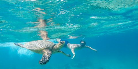 Discover the allure of diving and snorkeling at top destinations like the Great Barrier Reef, Maldives, Red Sea, Bonaire, Palau, Raja Ampat, and the Galápagos Islands. Explore vibrant marine life, stunning seascapes, and get tips for an unforgettable underwater adventure.